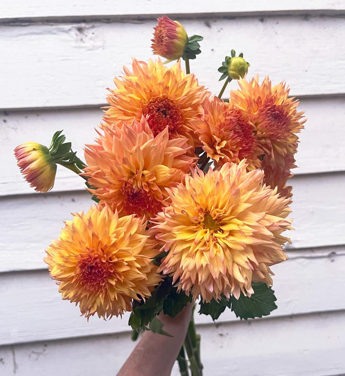 Dahlia Teddy