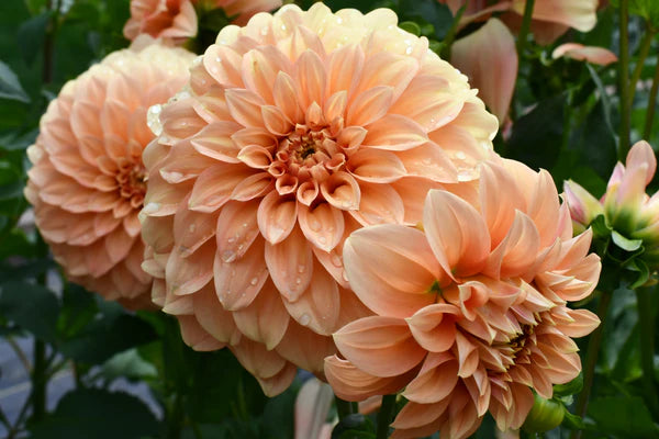 Medium Decorative Dahlia 'Bracken Palomino'